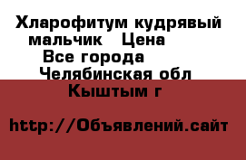 Хларофитум кудрявый мальчик › Цена ­ 30 - Все города  »    . Челябинская обл.,Кыштым г.